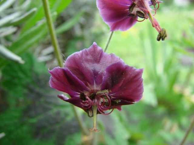 iglica bordo krupno